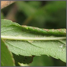 Pristiphora monogyniae (Micronematus monogyniae)