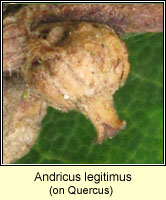 Andricus legitimus