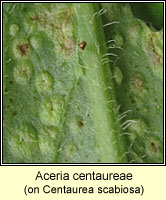 Aceria centaureae