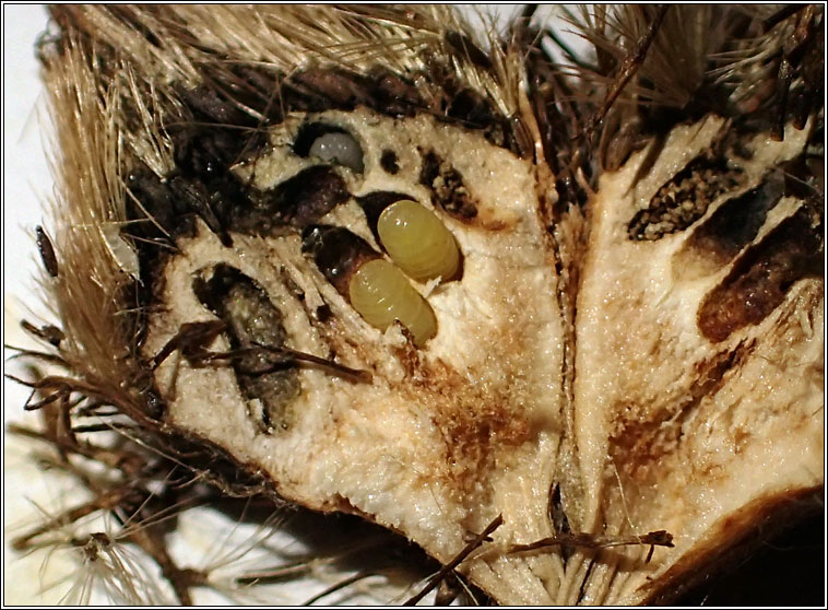 Myopites apicatus