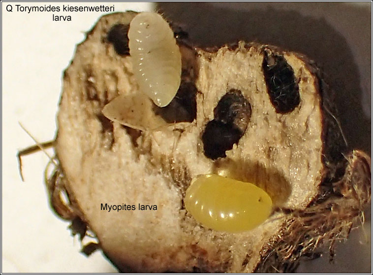 Myopites apicatus