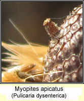 Myopites inulaedyssentericae