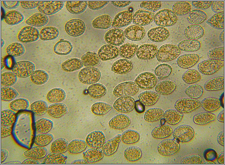 Cronartium quercuum (Uredo quercus)
