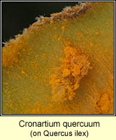 Cronartium quercuum