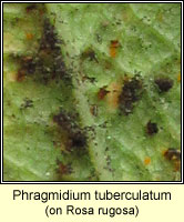 Phragmidium tuberculatum