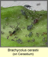 Brachycolus cerastii