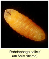 Rabdophaga salicis