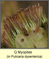 Q Myopites