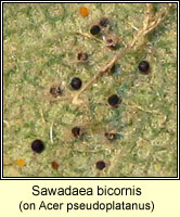 Sawadaea bicornis, Sycamore Mildew