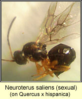 Neuroterus saliens, sexual
