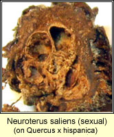 Neuroterus saliens, sexual