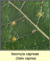 Iteomyia capreae