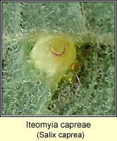 Iteomyia capreae