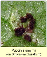 Puccinia smyrnii