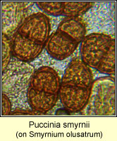 Puccinia smyrnii