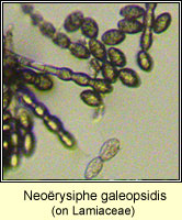 Neoërysiphe galeopsidis