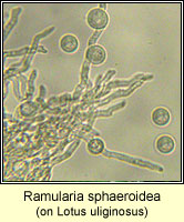 Ramularia sphaeroidea (Ovularia sphaeroidea)