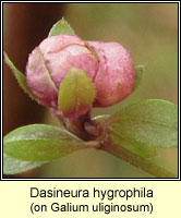 Dasineura hygrophila