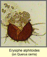 Erysiphe alphitoides