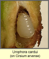 Urophora cardui
