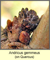 Andricus gemmeus