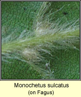 Monochetus sulcatus