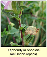 Asphondylia ononidis