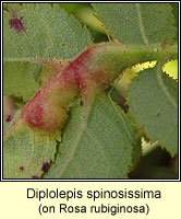 Diplolepis spinosissima