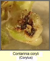 Contarinia coryli