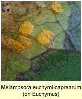 Melampsora euonymi-caprearum