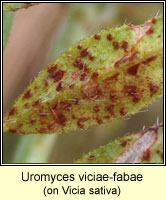 Uromyces viciae-fabae