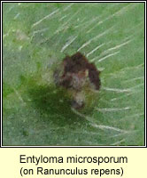 Entyloma microsporum