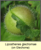 Liposthenes glechomae