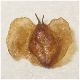 Semudobia betulae