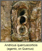 Andricus quercuscorticis f agamic