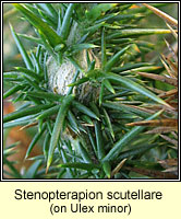 Stenopterapion scutellare
