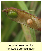 Ischnopterapion loti