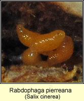 Rabdophaga pierreana