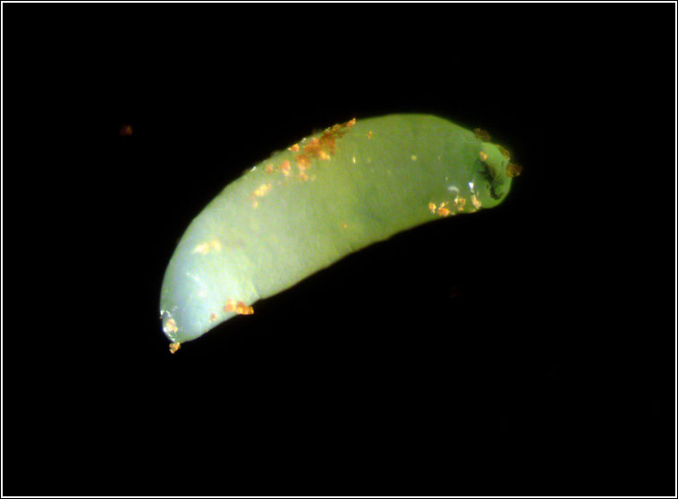 Hexomyza simplicoides
