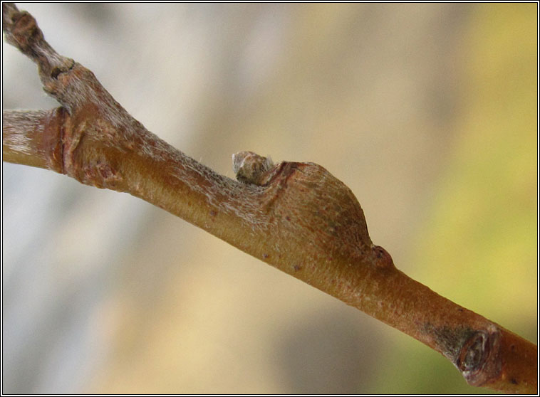 Rabdophaga albipennis