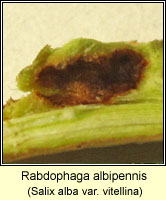 Rabdophaga albipennis