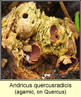 Andricus quercusradicis f agamic