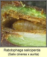 Rabdophaga saliciperda