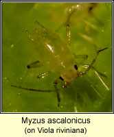 Myzus ascalonicus, Shallot Aphid