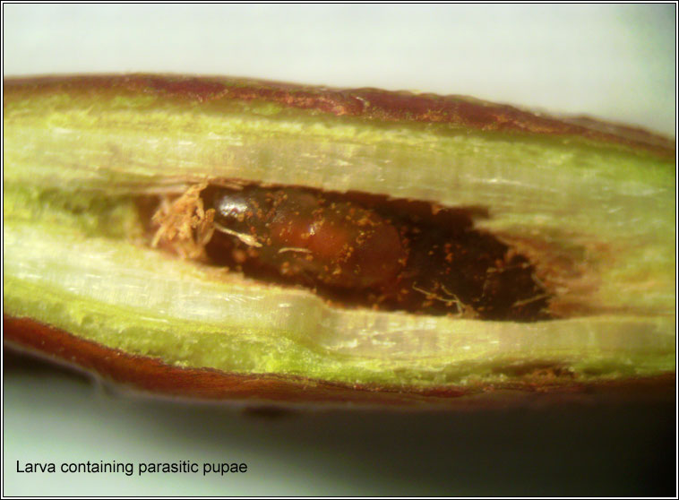 Rabdophaga karschi, larva containg parasite