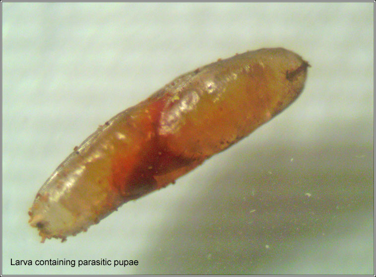 Rabdophaga karschi, larva containg parasite