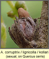 Andricus corruptrix / lignicolus / kollari (sexual) 