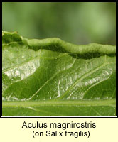 Aculus magnirostris
