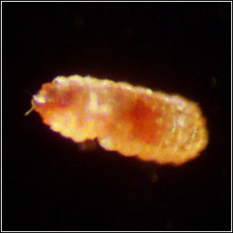 Physemocecis hartigi