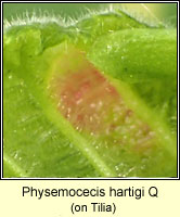 Physemocecis hartigi